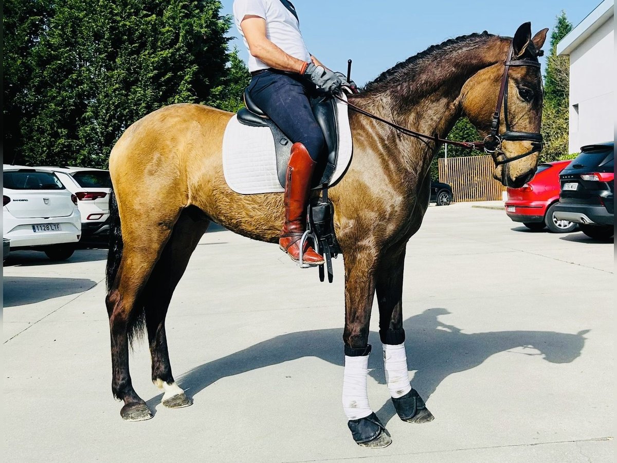 Andaluces Caballo castrado 5 años 163 cm Buckskin/Bayo in Madrid