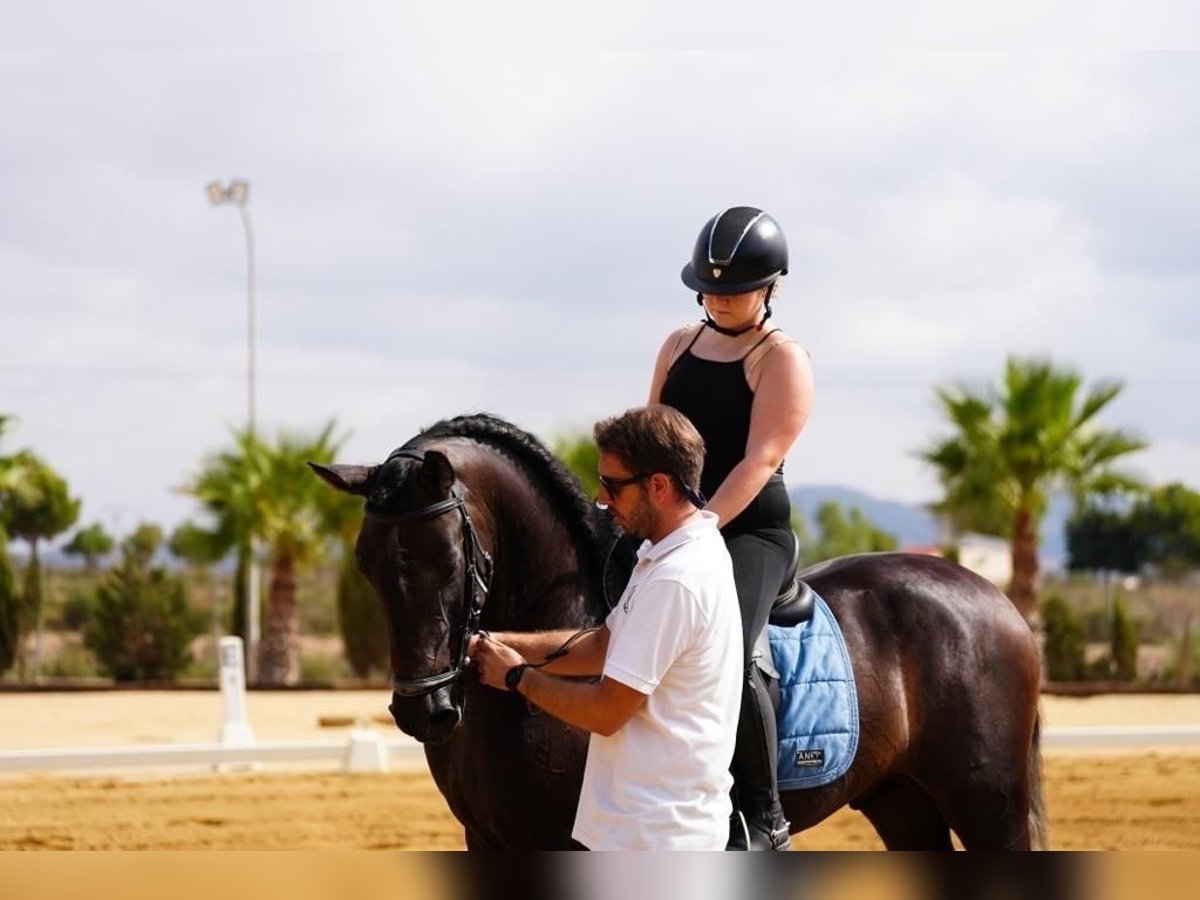 Andaluces Caballo castrado 5 años 163 cm Negro in Alicante/Alacant