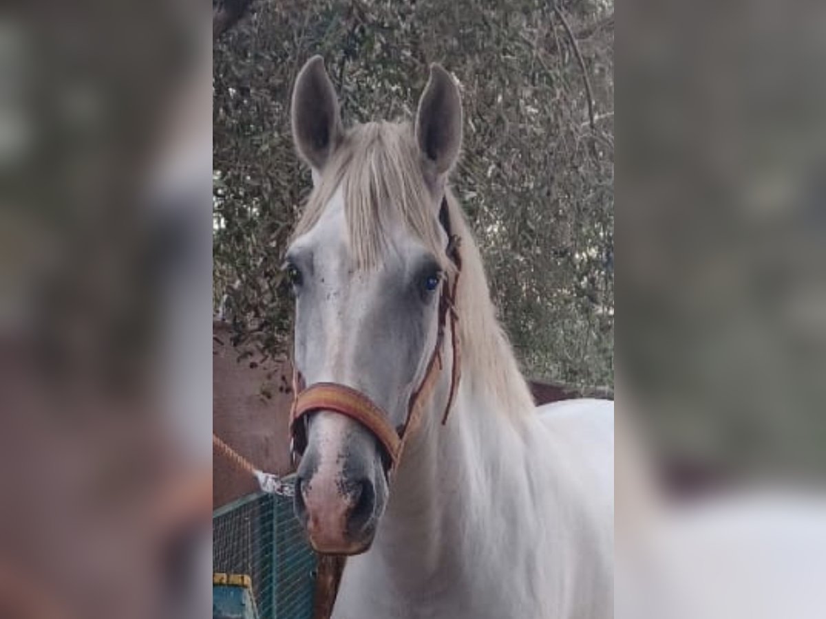 Andaluces Caballo castrado 5 años 164 cm Tordo rodado in Sülfeld