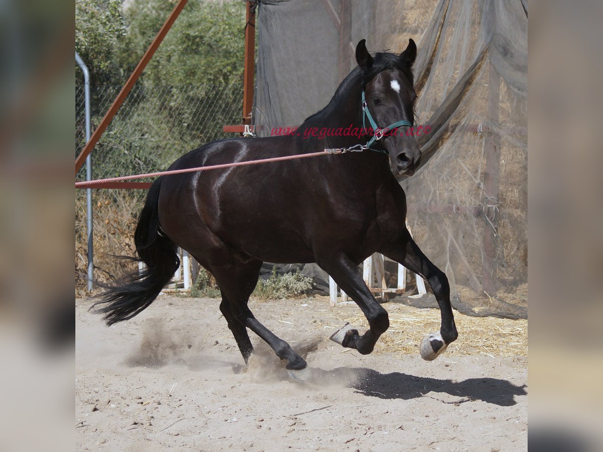 Andaluces Caballo castrado 5 años 166 cm Negro in Pruna