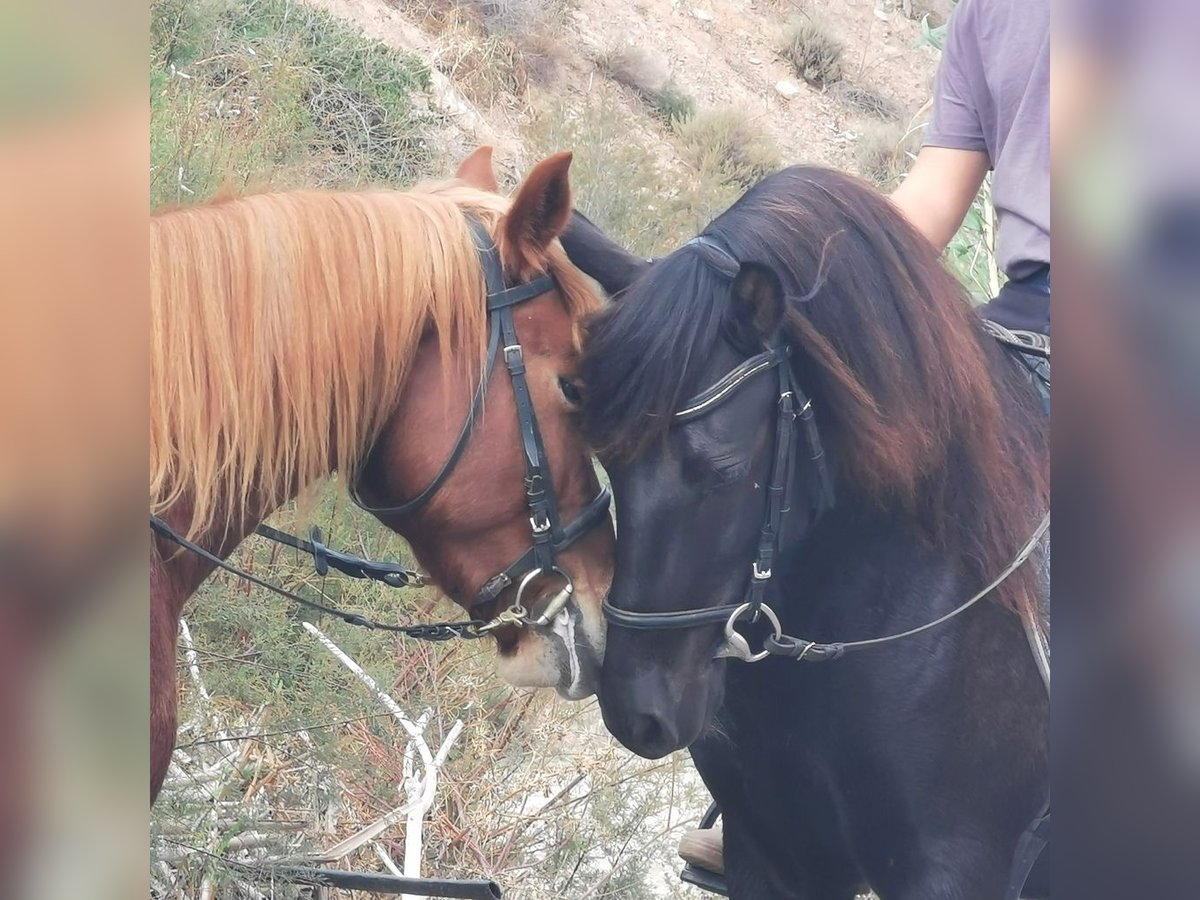 Andaluces Caballo castrado 6 años 147 cm Negro in Adra Almeria