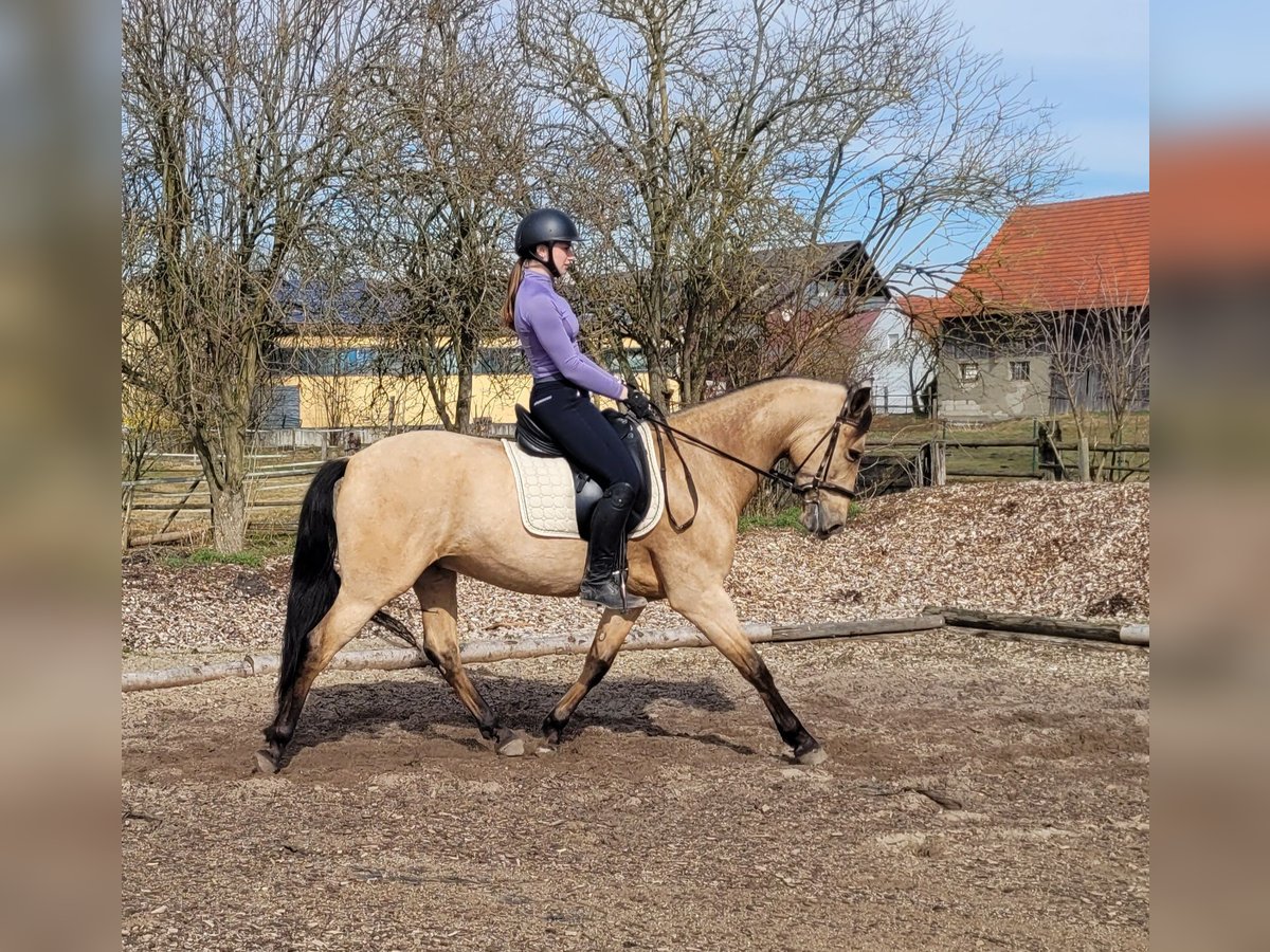 Andaluces Mestizo Caballo castrado 6 años 157 cm Bayo in Karlshuld