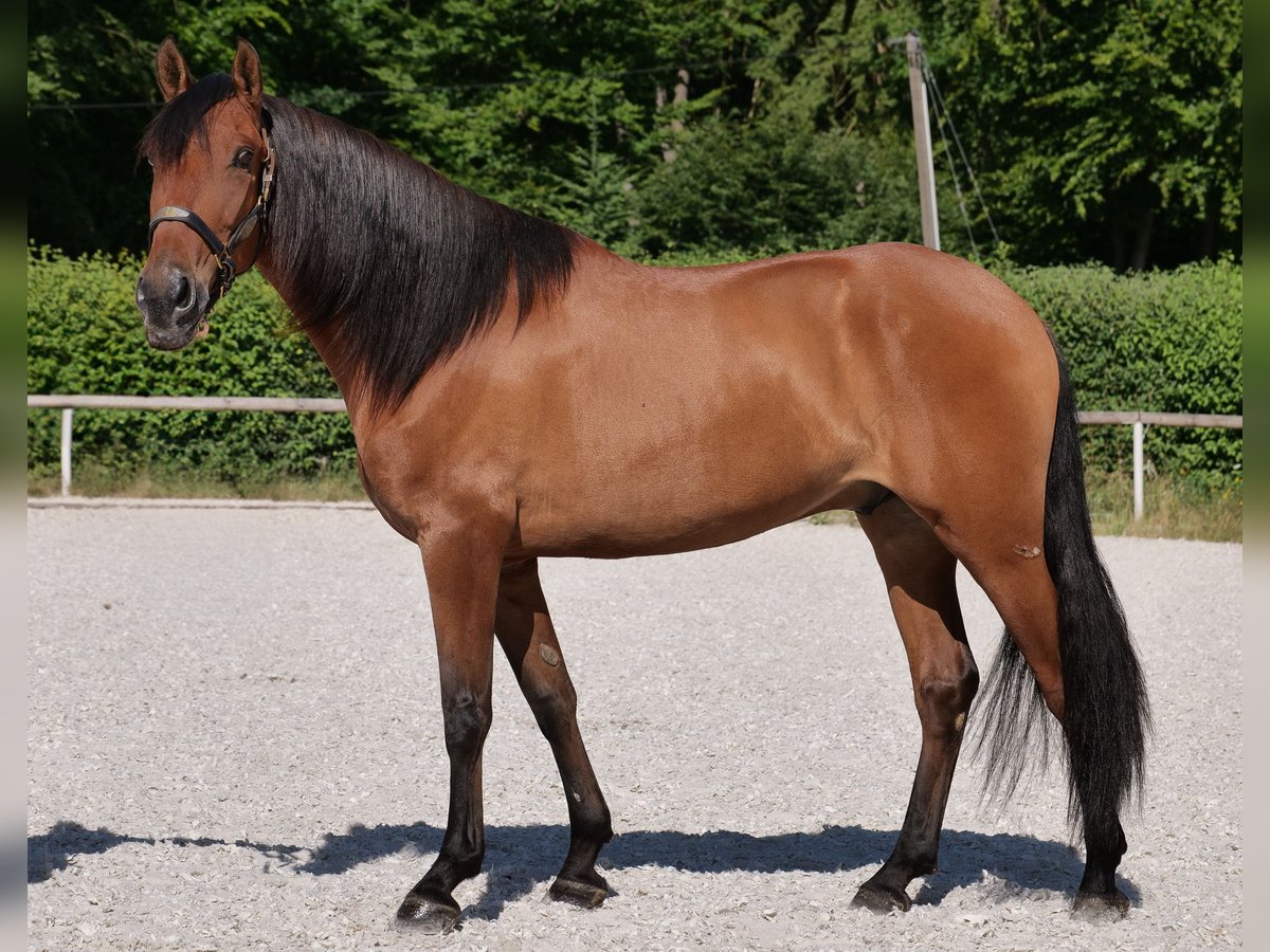 Andaluces Caballo castrado 6 años 160 cm Castaño claro in Neustadt (Wied)
