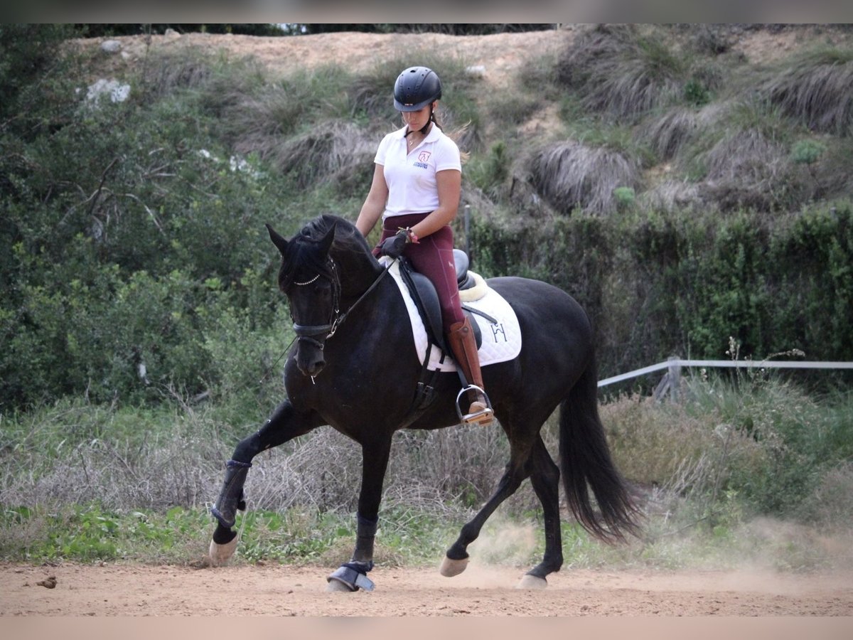 Andaluces Caballo castrado 6 años 161 cm Negro in Valencia