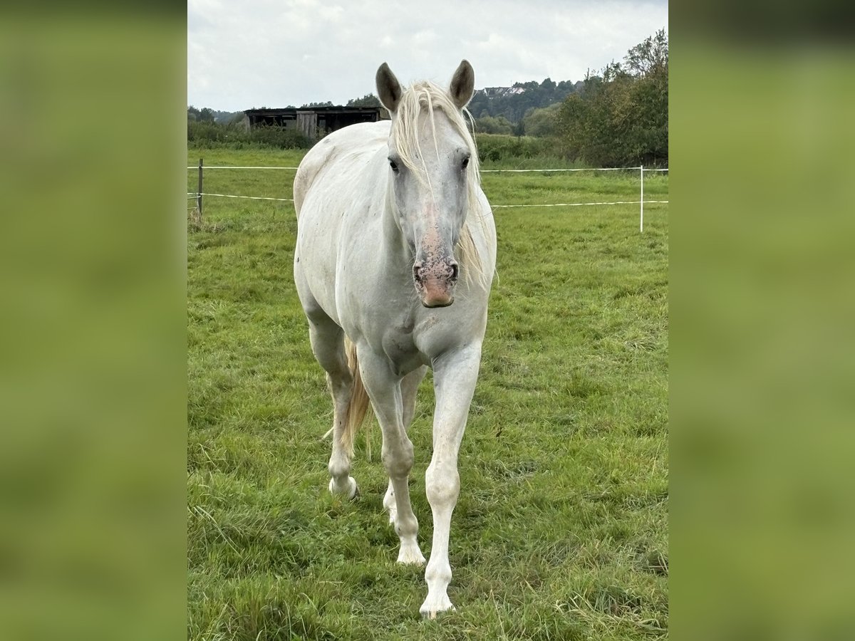 Andaluces Mestizo Caballo castrado 6 años 162 cm Tordo in Baunatal