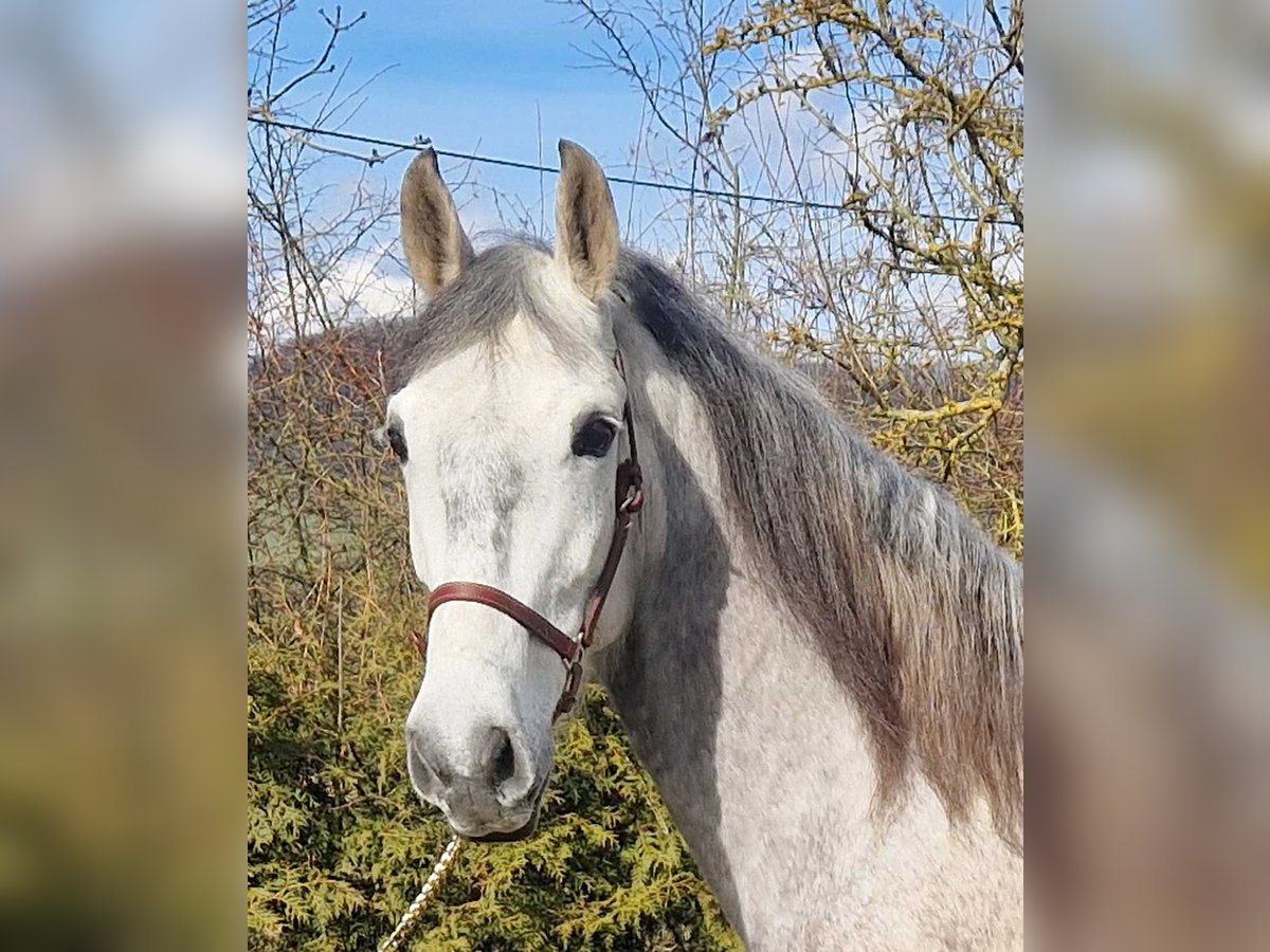 Andaluces Caballo castrado 6 años 163 cm Tordo rodado in Schimberg