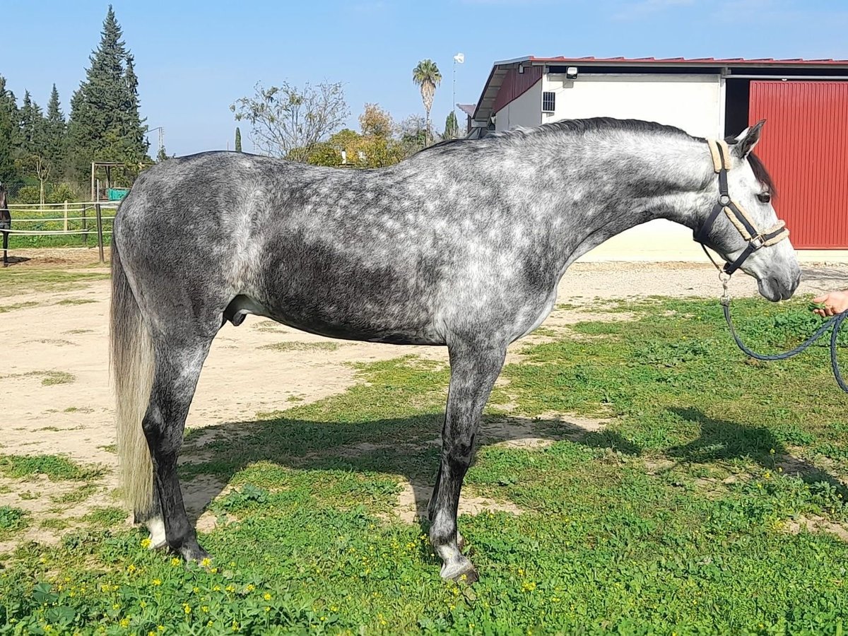 Andaluces Caballo castrado 6 años 165 cm Tordo in Huelva