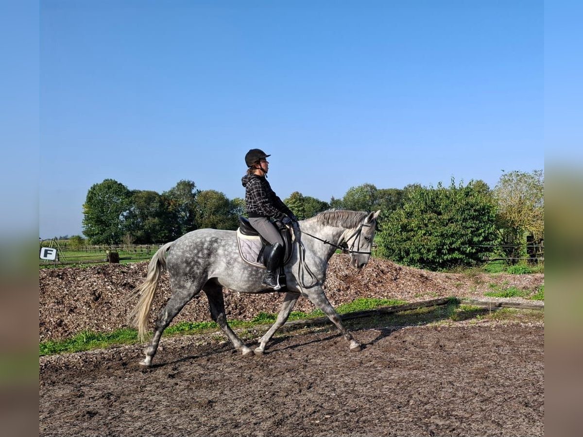 Andaluces Mestizo Caballo castrado 6 años 168 cm Tordo rodado in Karlshuld