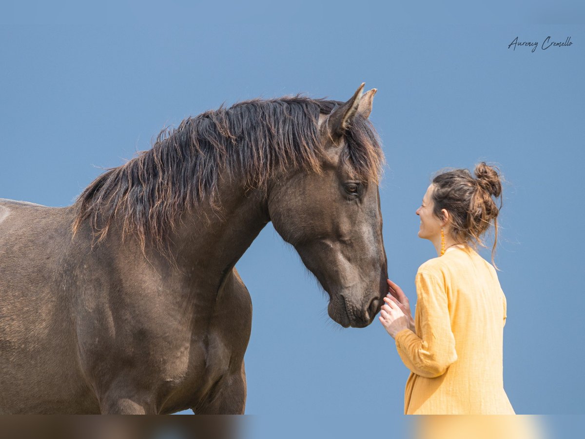 Andaluces Mestizo Caballo castrado 6 años 175 cm in Svitene