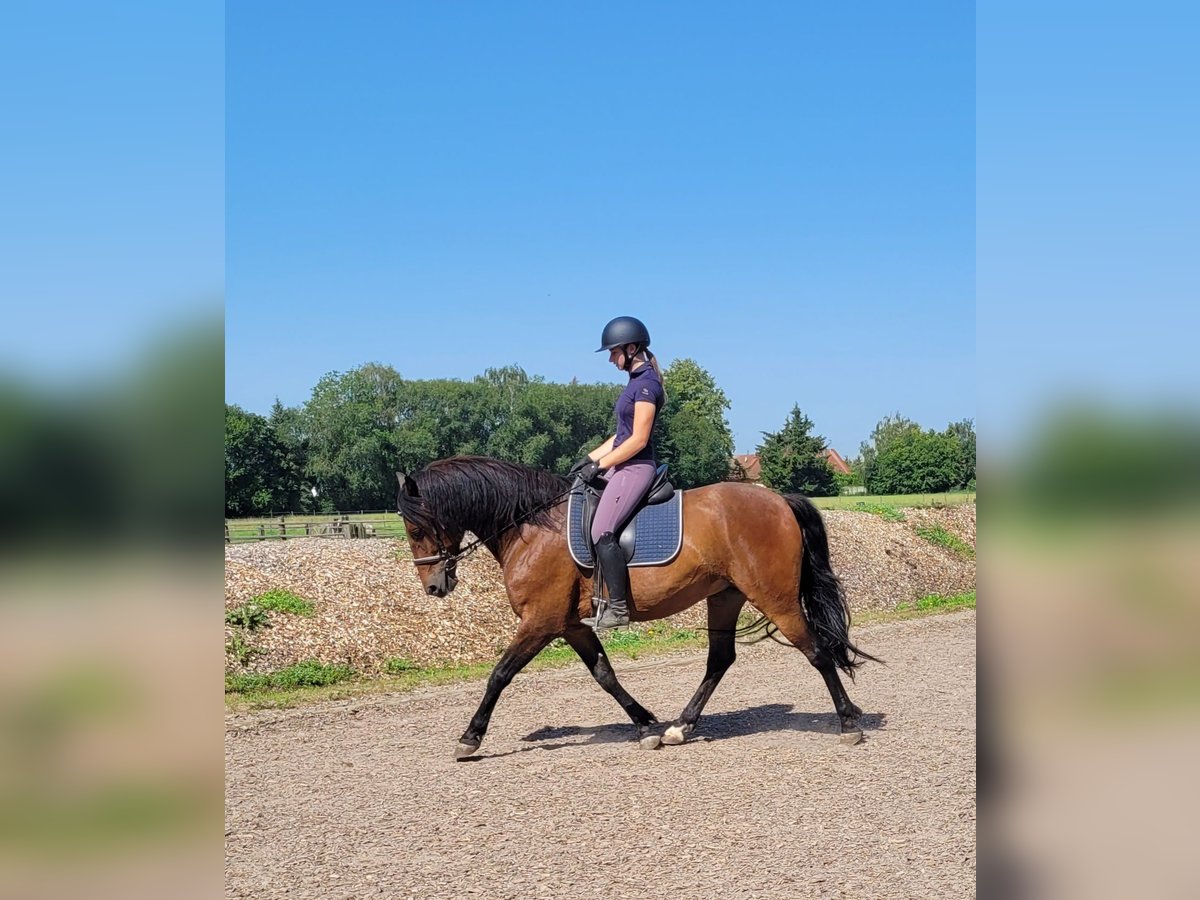 Andaluces Mestizo Caballo castrado 7 años 155 cm Castaño in Karlshuld