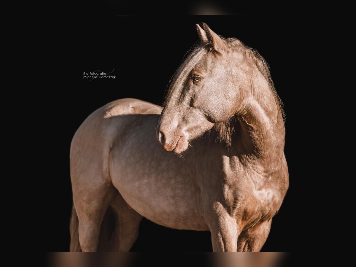 Andaluces Caballo castrado 7 años 155 cm Cremello in Heiligenhaus