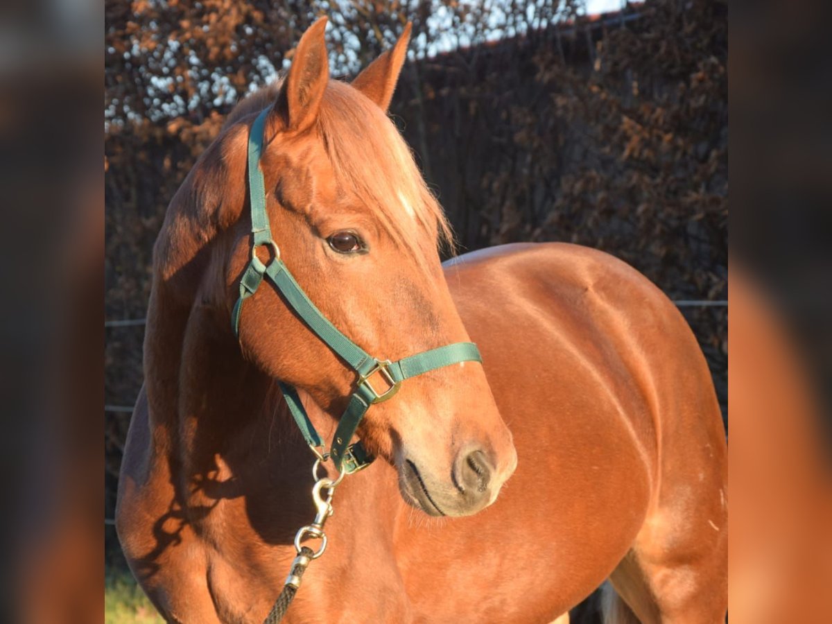 Andaluces Caballo castrado 7 años 160 cm Alazán in Würzburg