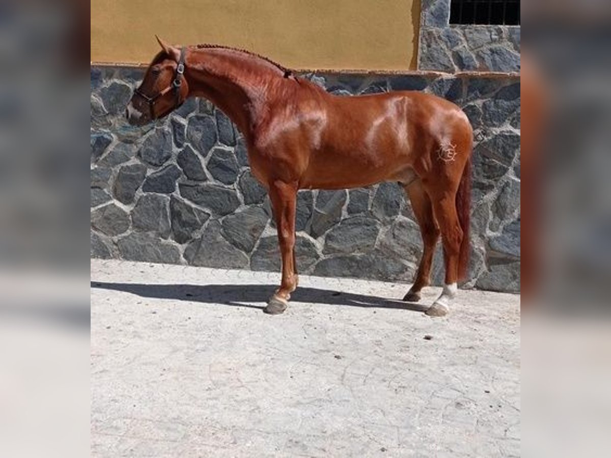 Andaluces Caballo castrado 7 años 163 cm Alazán in Murcia