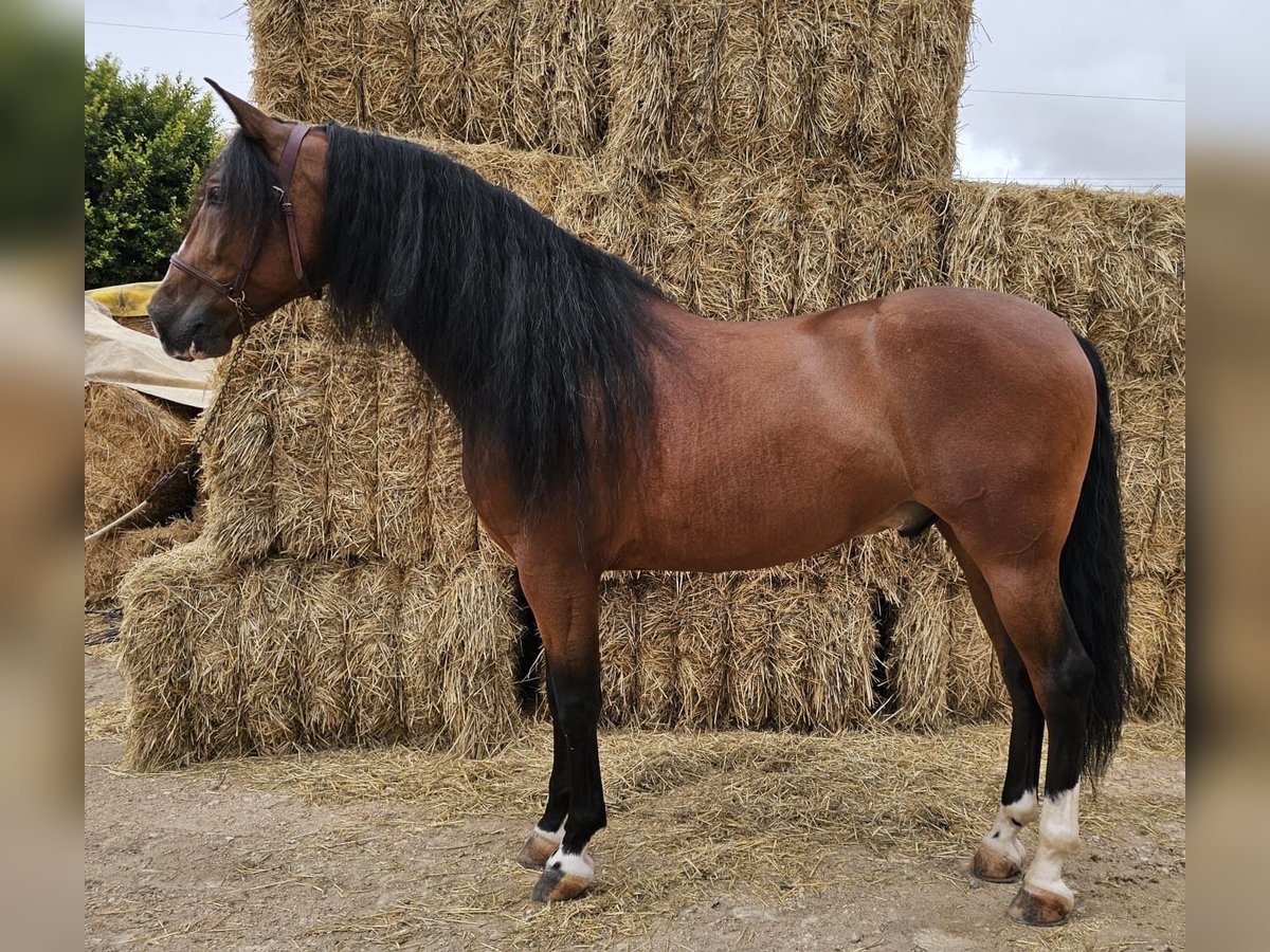 Andaluces Caballo castrado 7 años 163 cm Castaño rojizo in Alicante/Alacant