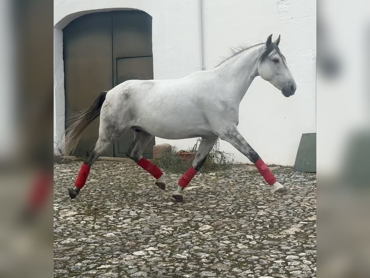 Andaluces Caballo castrado 7 años 165 cm Tordo in Alcántara