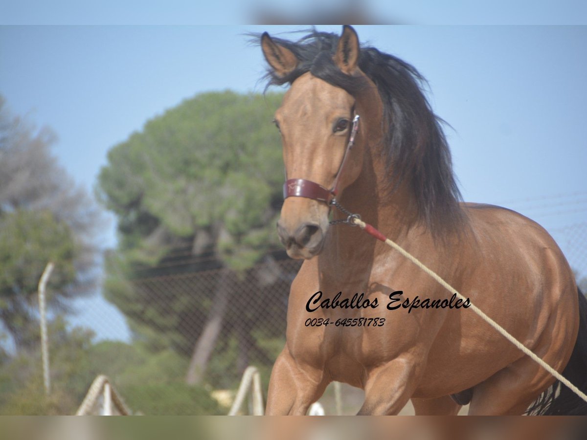 Andaluces Caballo castrado 7 años 167 cm Bayo in Vejer de la Frontera