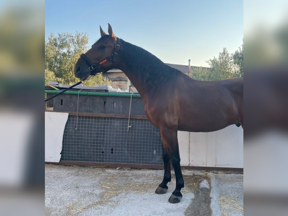 Andaluces Caballo castrado 7 años 168 cm Castaño rojizo in Jaen