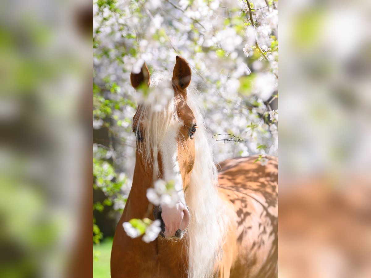 Andaluces Caballo castrado 8 años 154 cm Palomino in Venlo