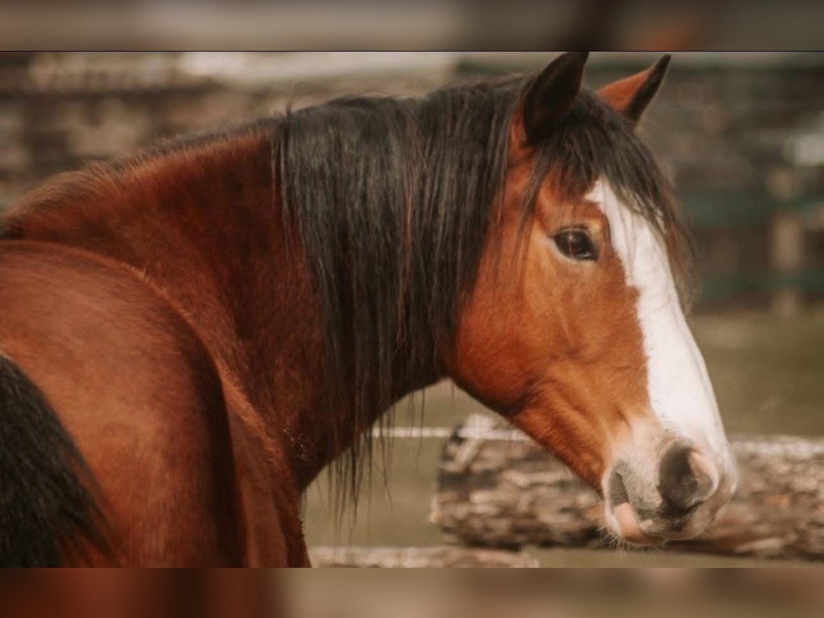 Andaluces Mestizo Caballo castrado 8 años 158 cm Alazán in Gangelt