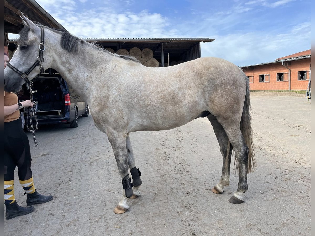 Andaluces Caballo castrado 8 años 159 cm Tordo ruano in Schwanebeck