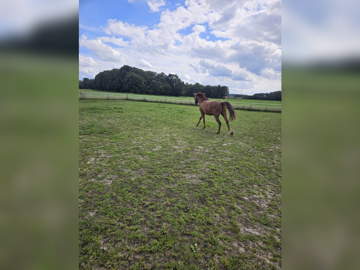 Andaluces Caballo castrado 8 años 160 cm Alazán-tostado in Rhede