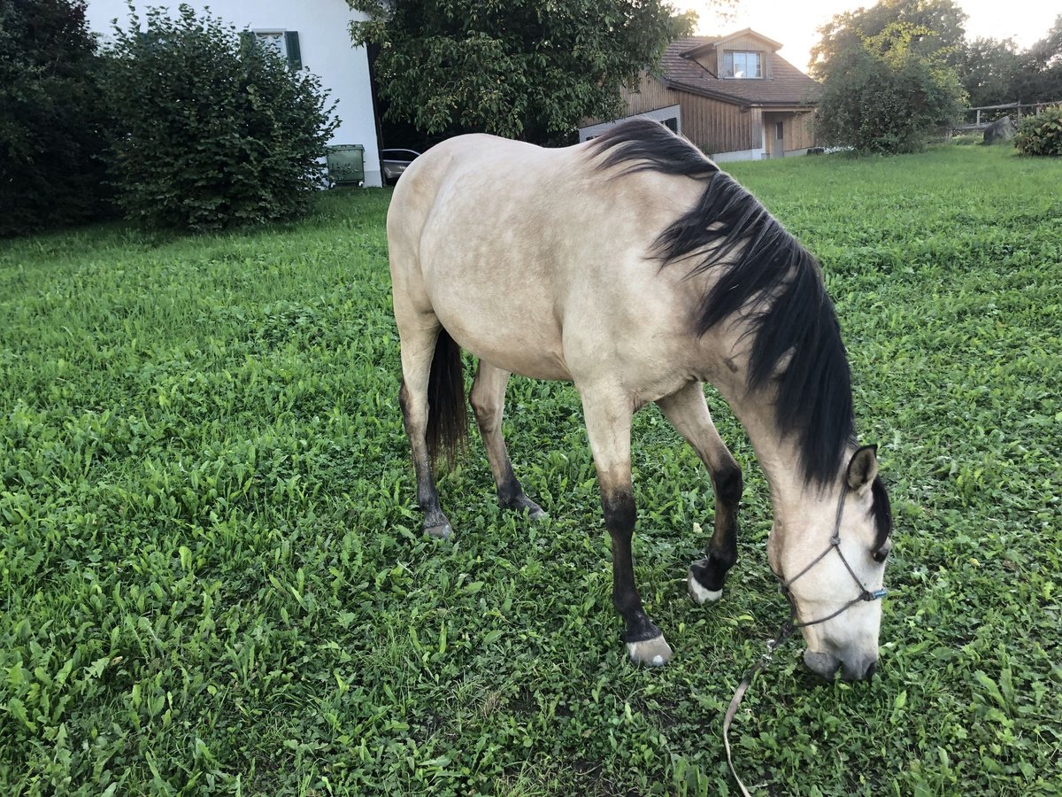 Andaluces Caballo castrado 8 años 160 cm Bayo in Seon