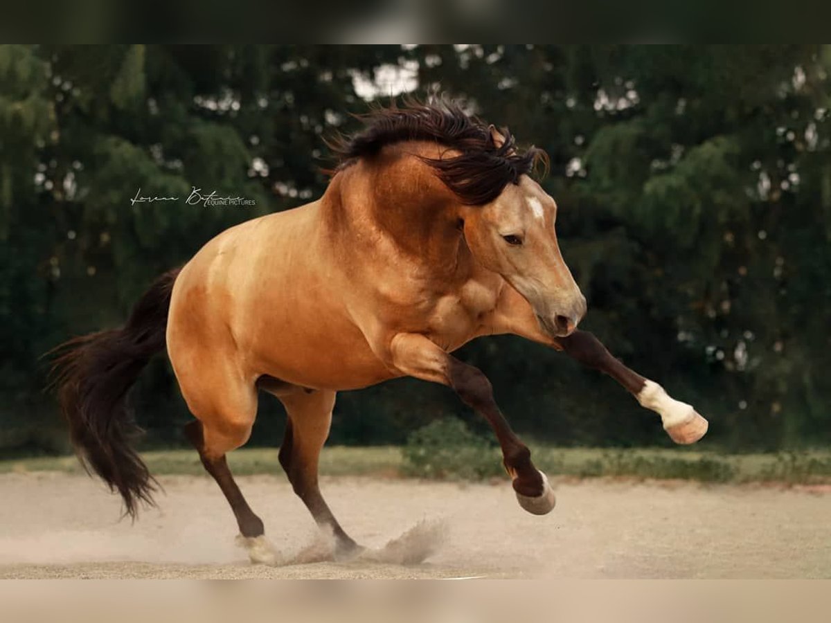 Andaluces Caballo castrado 8 años 160 cm Buckskin/Bayo in Berg