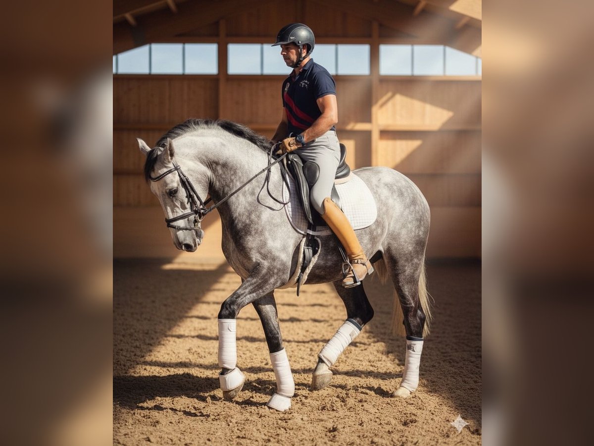 Andaluces Mestizo Caballo castrado 8 años 164 cm Tordo in DEN HAAG