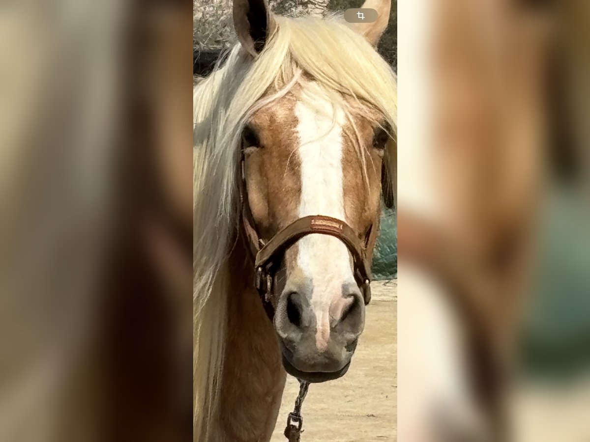 Andaluces Mestizo Caballo castrado 8 años 165 cm Palomino in Münster