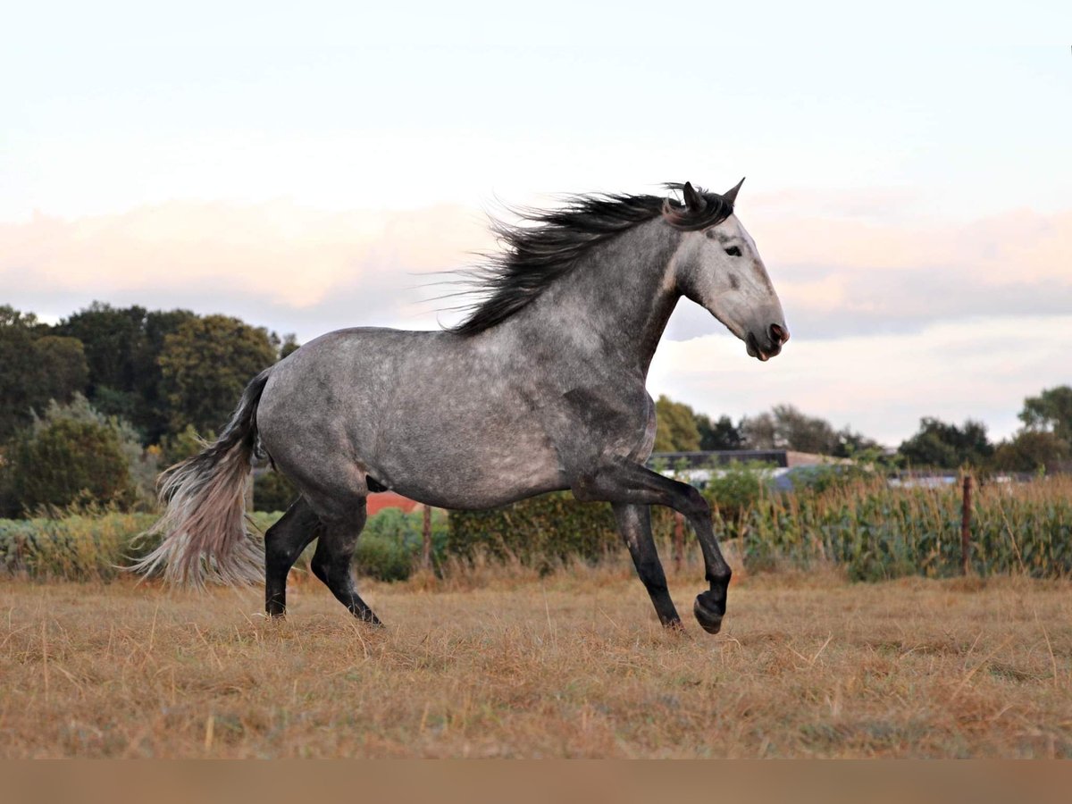 Andaluces Caballo castrado 8 años 170 cm Tordo in Kasterlee