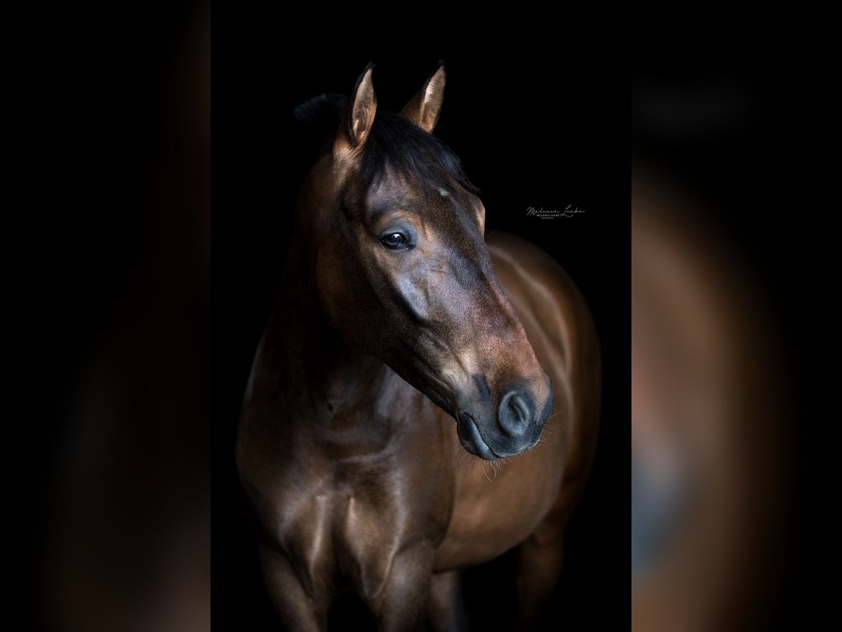 Andaluces Mestizo Caballo castrado 9 años 150 cm Castaño oscuro in Schalchen