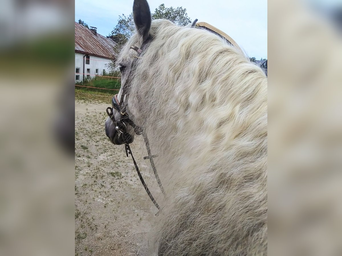 Andaluces Mestizo Caballo castrado 9 años 151 cm Tordo rodado in Scheibenberg