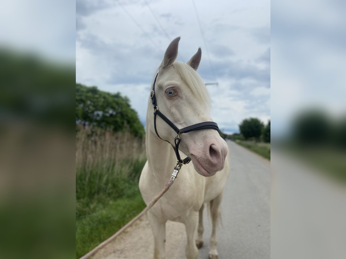 Andaluces Mestizo Caballo castrado 9 años 162 cm Cremello in Lehre