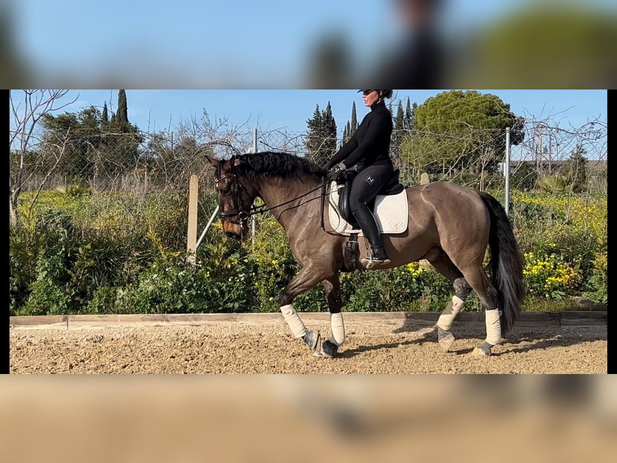 Andaluces Caballo castrado 9 años 163 cm Castaño rojizo in Sevilla