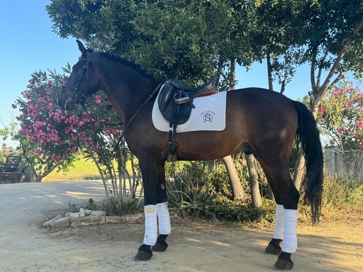 Andaluces Caballo castrado 9 años 165 cm Castaño rojizo in Sevilla