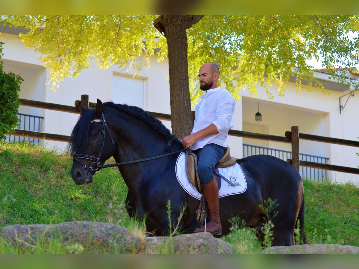 Andaluces Semental 10 años 163 cm Castaño in Castuera