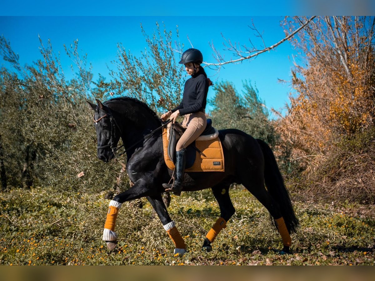 Andaluces Mestizo Semental 11 años 155 cm Negro in Pilas