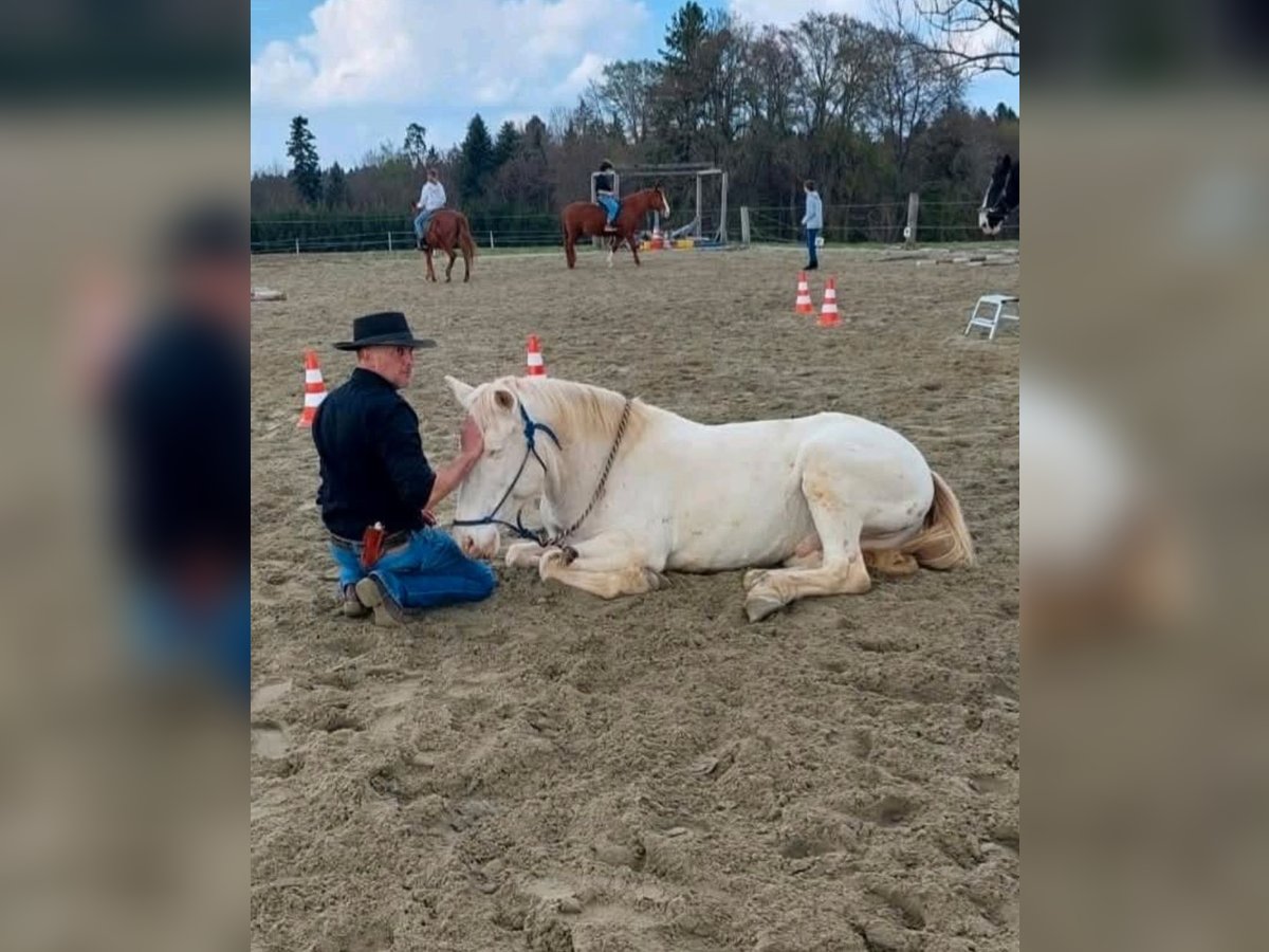 Andaluces Semental 12 años 152 cm Cremello in Frauenneuharting