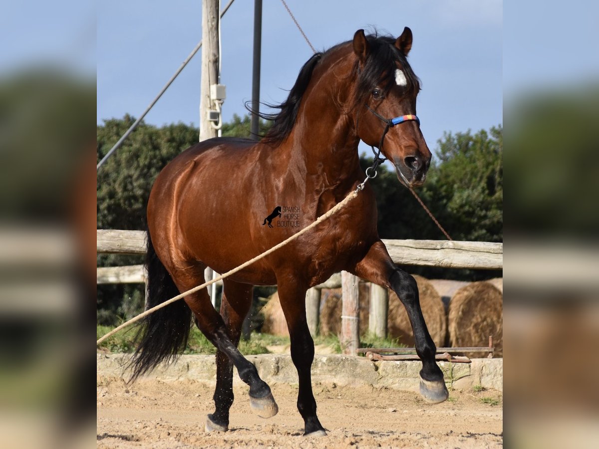 Andaluces Semental 13 años 157 cm Castaño in Menorca