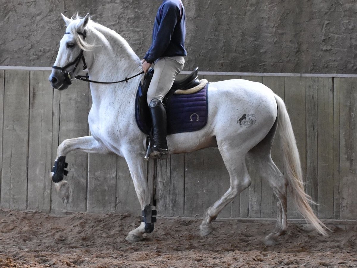 Andaluces Semental 15 años 160 cm Tordo in Mallorca