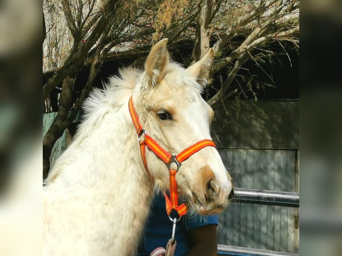 Andaluces Semental 1 año 158 cm Cremello in Adra Almería