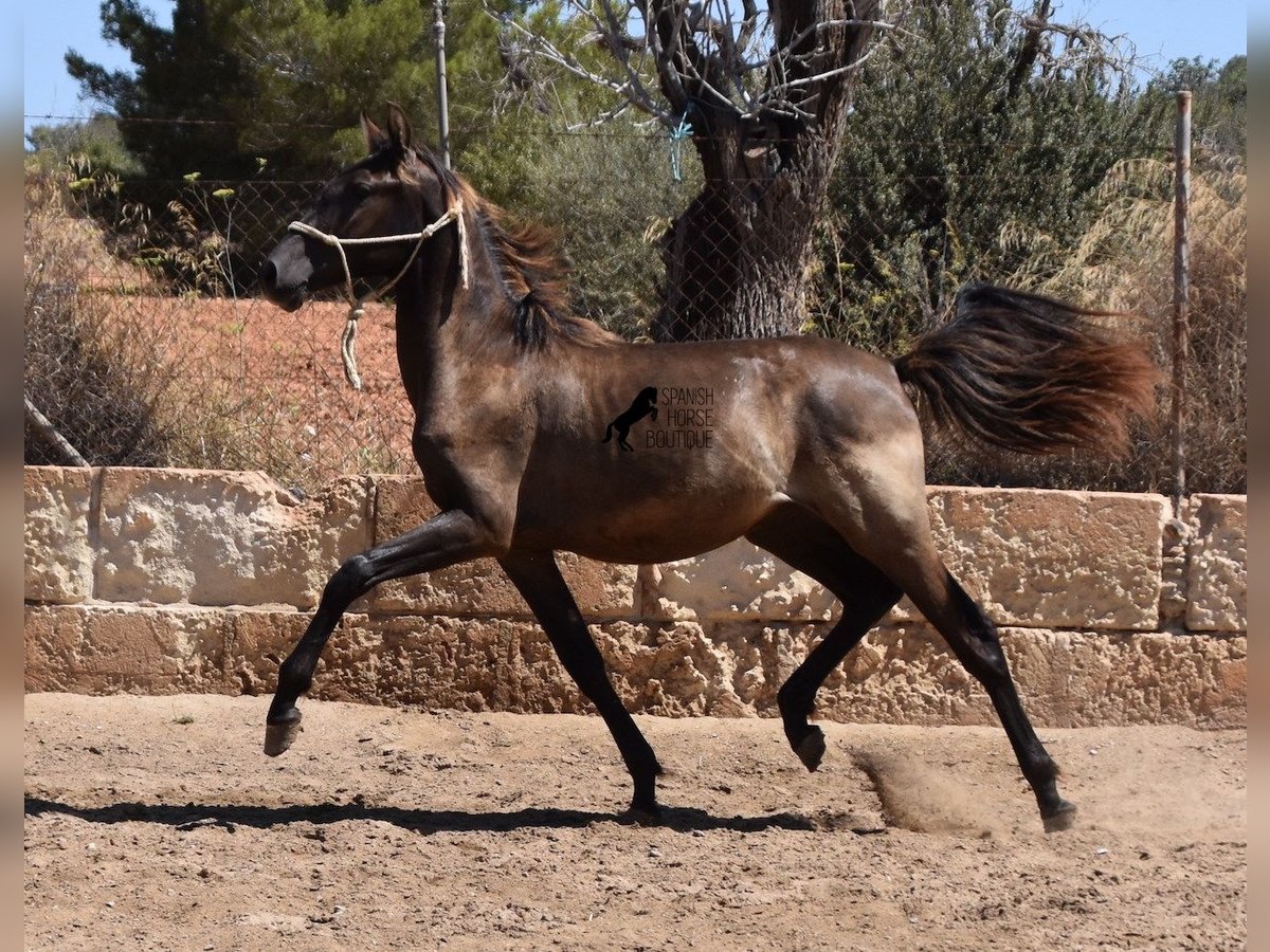 Andaluces Semental 1 año 160 cm Negro in Mallorca