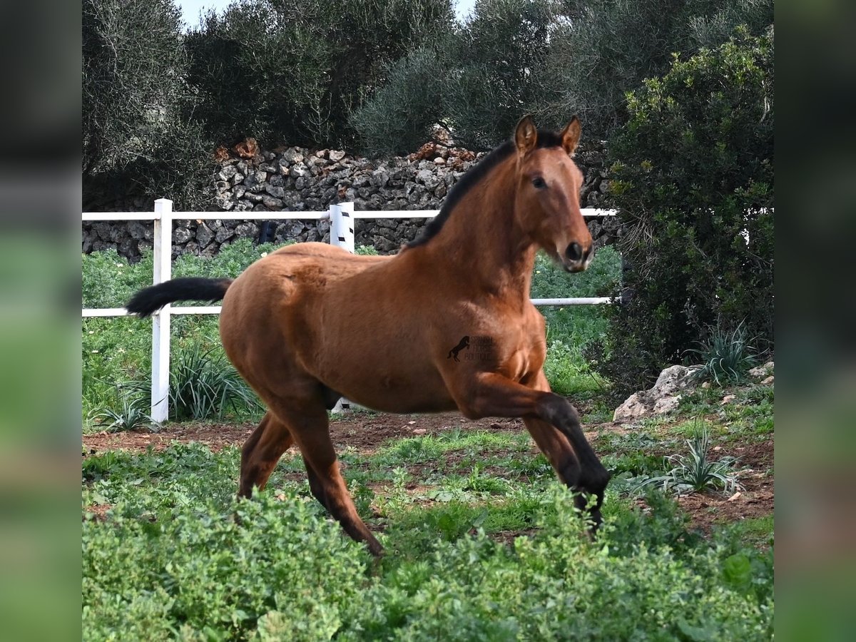 Andaluces Semental 1 año 165 cm Castaño in Menorca