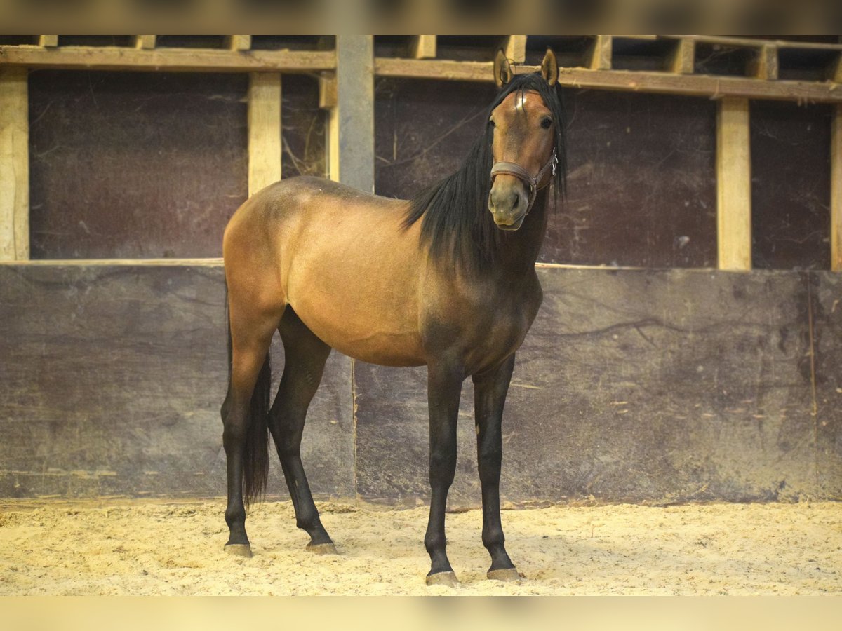 Andaluces Semental 2 años 155 cm Musgo marrón in Assesse