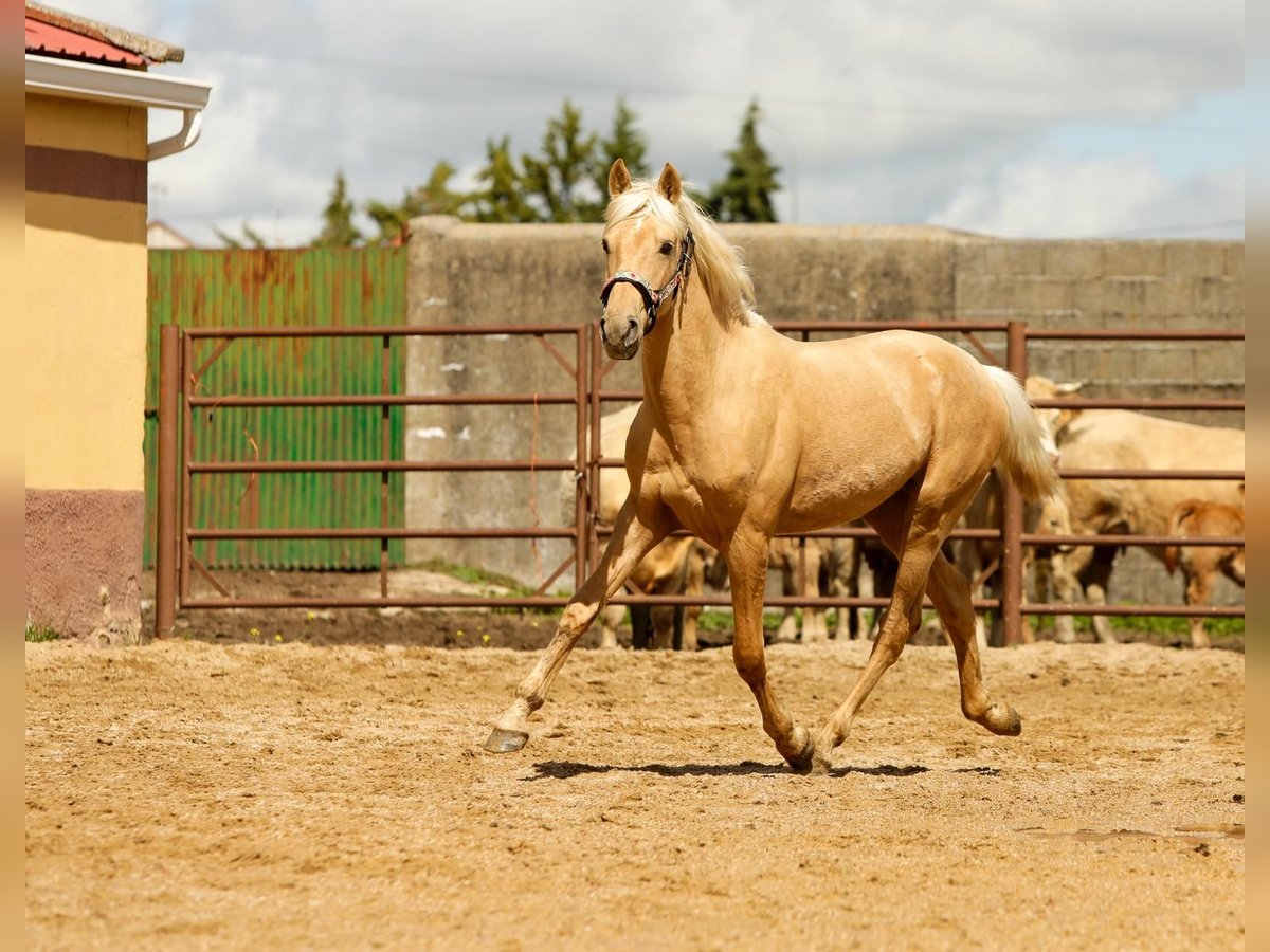 Andaluces Semental 2 años 155 cm Palomino in Caceres