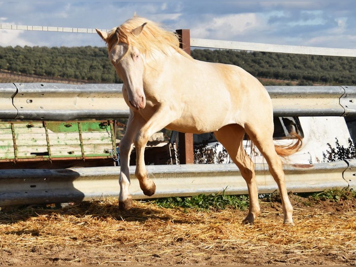 Andaluces Semental 2 años 155 cm Perlino in Provinz Cordoba