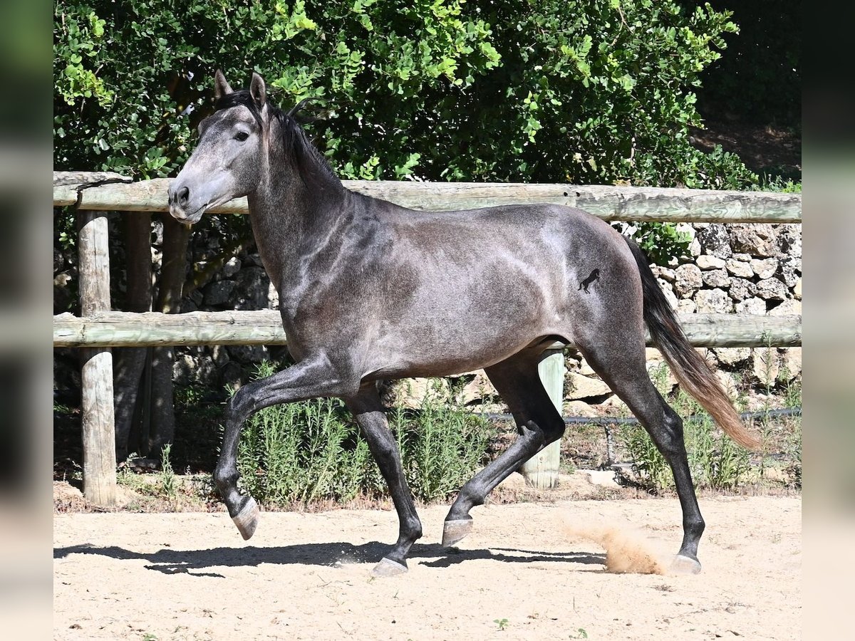 Andaluces Semental 2 años 155 cm Tordo in Menorca
