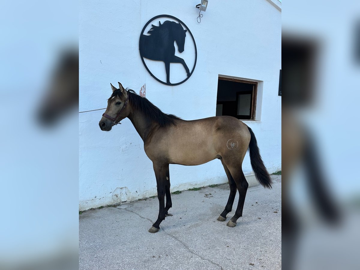 Andaluces Semental 2 años 156 cm Bayo in Albacete