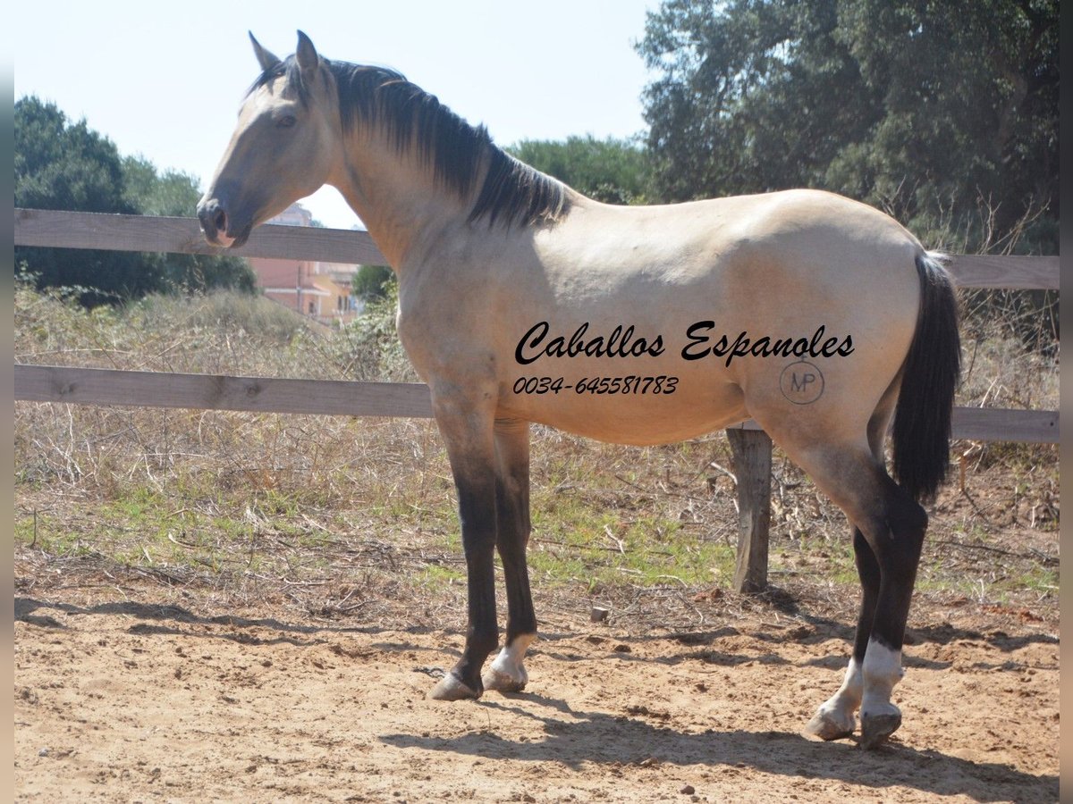 Andaluces Semental 2 años 156 cm Bayo in Vejer de la Frontera