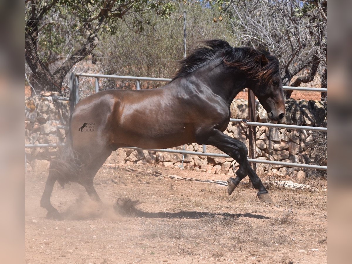 Andaluces Semental 3 años 154 cm Castaño in Mallorca